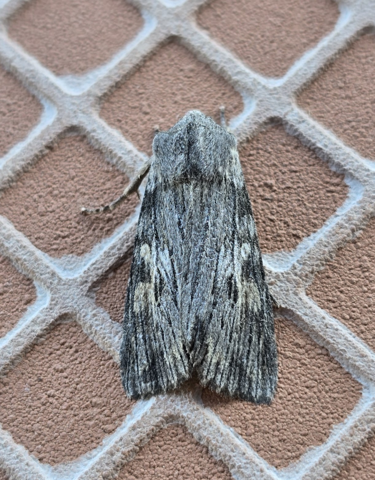 Photo of Ash Shoulder-knot (Scotochrosta pulla)